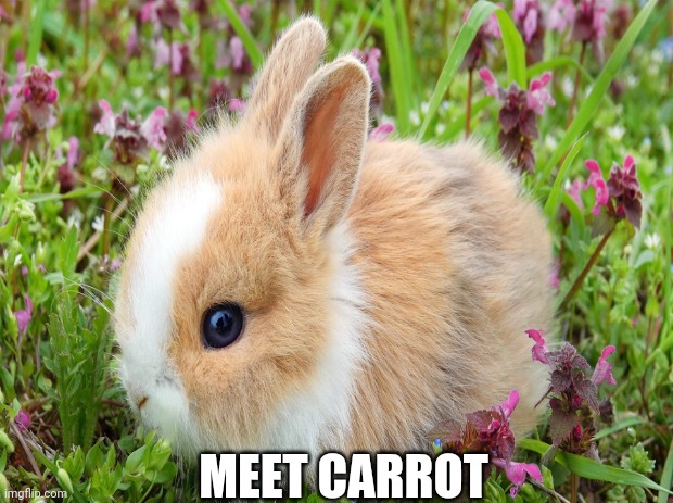 Meet carrot | MEET CARROT | image tagged in bunny,cute animals,cute bunny | made w/ Imgflip meme maker