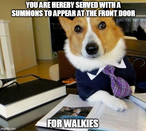 You Have Been Served | YOU ARE HEREBY SERVED WITH A SUMMONS TO APPEAR AT THE FRONT DOOR; FOR WALKIES | image tagged in lawyer corgi dog,lawyer dog,dog,lawyer,lol,cute | made w/ Imgflip meme maker