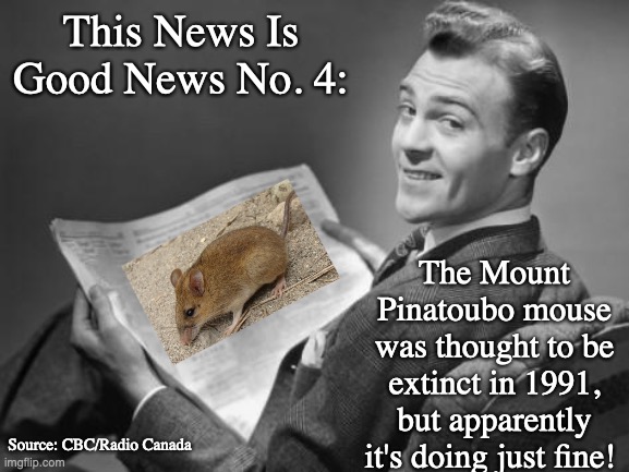 Better late than never | This News Is Good News No. 4:; The Mount Pinatoubo mouse was thought to be extinct in 1991, but apparently it's doing just fine! Source: CBC/Radio Canada | image tagged in 50's newspaper,mice,extinction | made w/ Imgflip meme maker