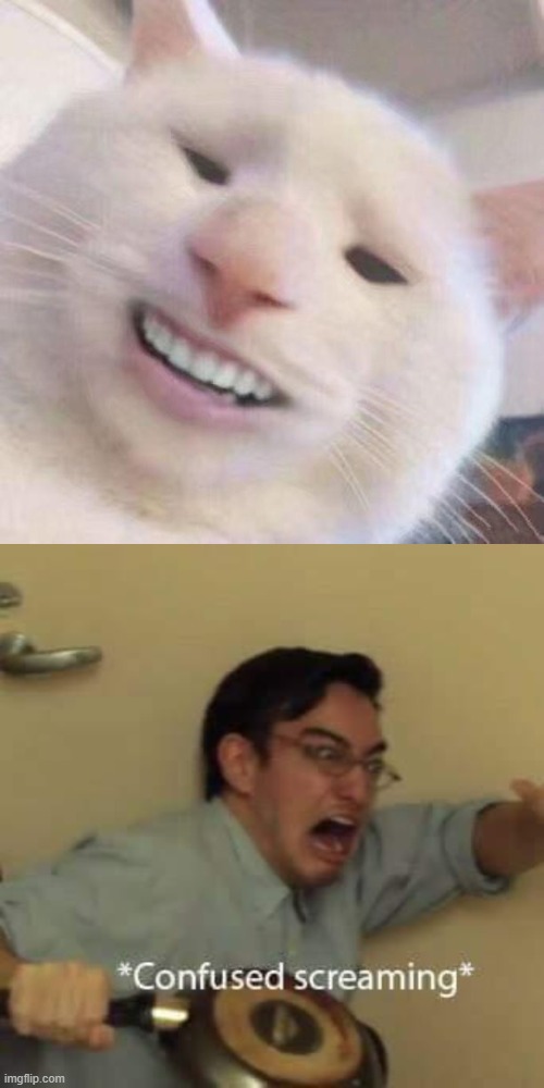 why | image tagged in filthy frank confused scream,cursed cat,memes,stop reading the tags | made w/ Imgflip meme maker