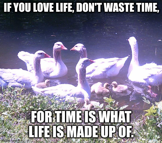 Quote by Bruce Lee | IF YOU LOVE LIFE, DON'T WASTE TIME, FOR TIME IS WHAT LIFE IS MADE UP OF. | image tagged in love,life,time | made w/ Imgflip meme maker
