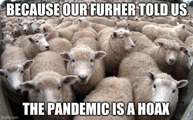 sheeple | BECAUSE OUR FURHER TOLD US THE PANDEMIC IS A HOAX | image tagged in sheeple | made w/ Imgflip meme maker