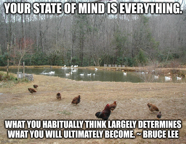 Intention Matters | YOUR STATE OF MIND IS EVERYTHING. WHAT YOU HABITUALLY THINK LARGELY DETERMINES WHAT YOU WILL ULTIMATELY BECOME. ~ BRUCE LEE | image tagged in farm,chickens,bruce lee,quote | made w/ Imgflip meme maker