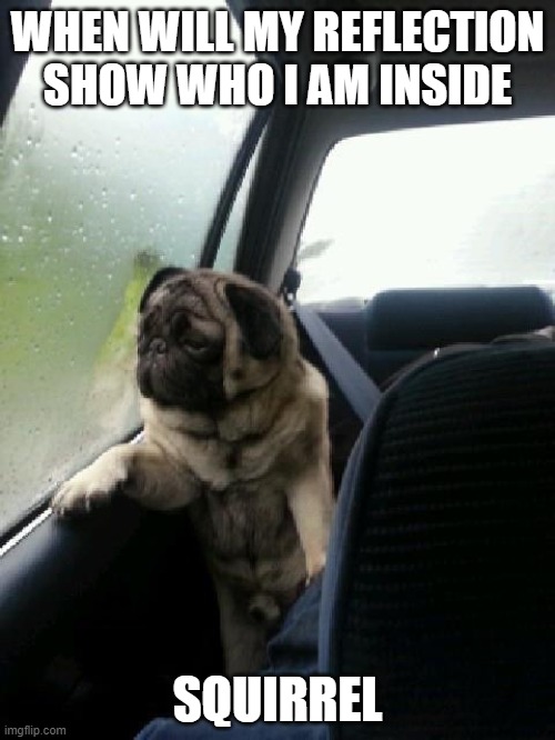 Introspective Pug | WHEN WILL MY REFLECTION SHOW WHO I AM INSIDE; SQUIRREL | image tagged in introspective pug | made w/ Imgflip meme maker