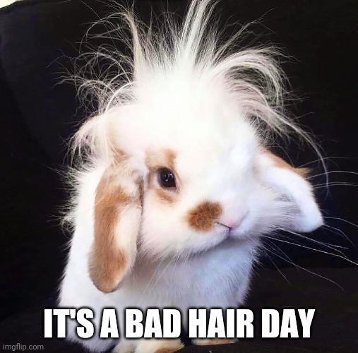 BED HEAD | IT'S A BAD HAIR DAY | image tagged in bunny,rabbit,bunnies | made w/ Imgflip meme maker