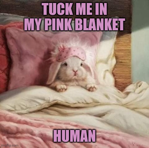 BUNNY IS READY FOR BED | TUCK ME IN MY PINK BLANKET; HUMAN | image tagged in bunny,bunnies,rabbit | made w/ Imgflip meme maker