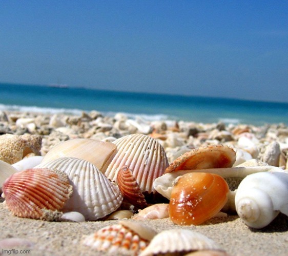 Sea shells | image tagged in sea shells | made w/ Imgflip meme maker