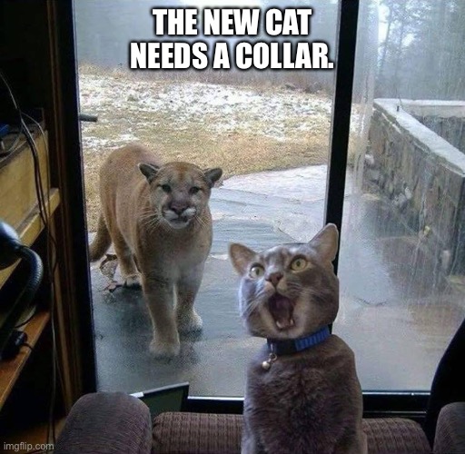 House Cat with Mountain Lion at the door | THE NEW CAT NEEDS A COLLAR. | image tagged in house cat with mountain lion at the door | made w/ Imgflip meme maker