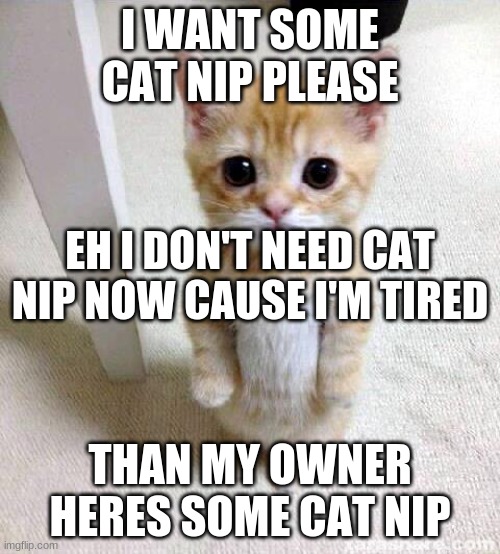 when i want cat nip | I WANT SOME CAT NIP PLEASE; EH I DON'T NEED CAT NIP NOW CAUSE I'M TIRED; THAN MY OWNER HERES SOME CAT NIP | image tagged in memes,cute cat | made w/ Imgflip meme maker