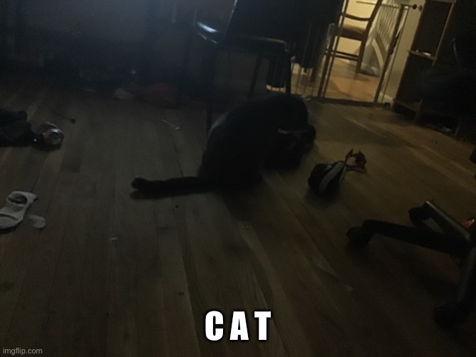 Cat reveal | C A T | image tagged in cat_reveal | made w/ Imgflip meme maker