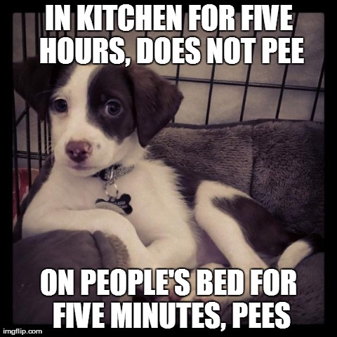 Scumbag Puppy | IN KITCHEN FOR FIVE HOURS, DOES NOT PEE ON PEOPLE'S BED FOR FIVE MINUTES, PEES | image tagged in scumbag,puppies,funny,dogs,animals | made w/ Imgflip meme maker