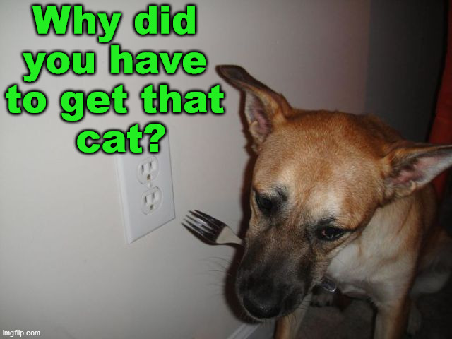 Why did 
you have 
to get that 
cat? | image tagged in dark humor | made w/ Imgflip meme maker