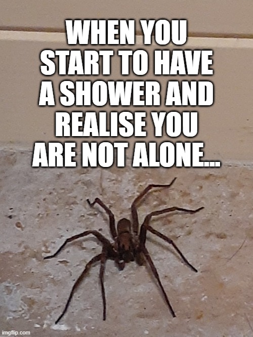 Shower Spider | WHEN YOU START TO HAVE A SHOWER AND REALISE YOU ARE NOT ALONE... | image tagged in shower,spider,shock,surprise,spiders | made w/ Imgflip meme maker