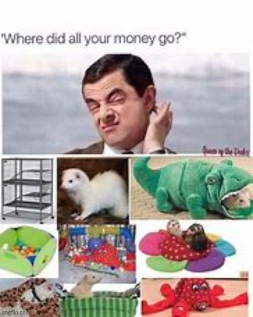 spoiled ass rat all she does is bite me lol | made w/ Imgflip meme maker