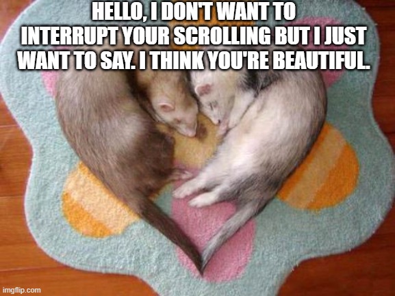 hopefully this will make your day :) | HELLO, I DON'T WANT TO INTERRUPT YOUR SCROLLING BUT I JUST WANT TO SAY. I THINK YOU'RE BEAUTIFUL. | image tagged in wholesome,funny,funny memes,ferret,cute,scroll | made w/ Imgflip meme maker