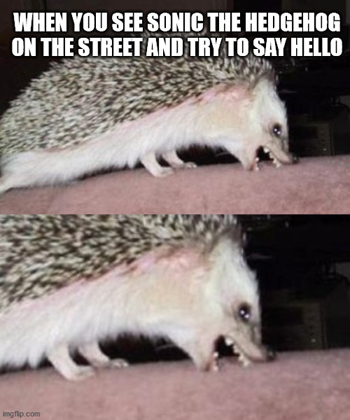 Sonic the Celebrit-hog | WHEN YOU SEE SONIC THE HEDGEHOG ON THE STREET AND TRY TO SAY HELLO | image tagged in funny animals,sonic the hedgehog,hedgehog,funny meme,angry hedgehog | made w/ Imgflip meme maker
