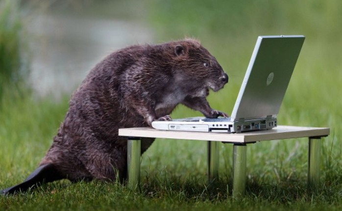 Beaver on laptop Blank Meme Template