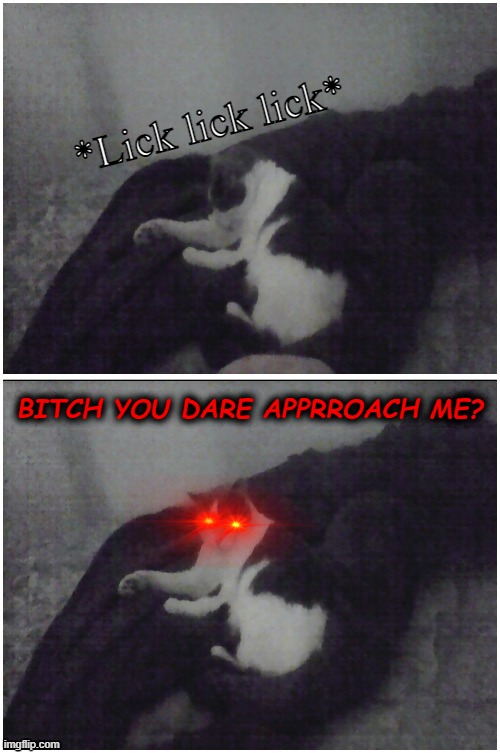 an unforgivable sin | *Lick lick lick*; BITCH YOU DARE APPRROACH ME? | image tagged in cat | made w/ Imgflip meme maker