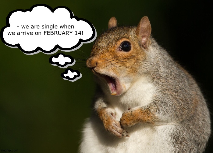 SINGLE | - we are single when we arrive on FEBRUARY 14! | image tagged in omg squirrel | made w/ Imgflip meme maker