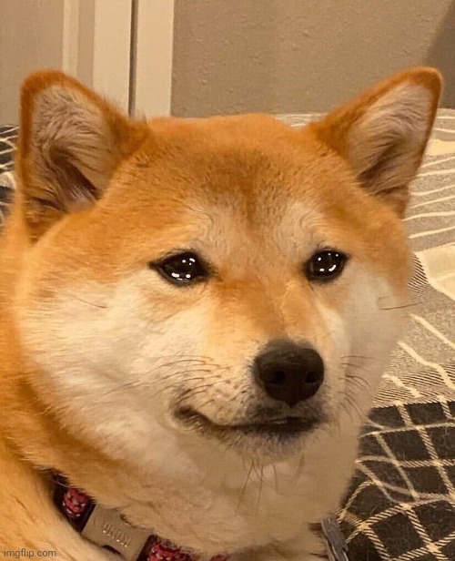 Crying Doge | image tagged in crying doge | made w/ Imgflip meme maker