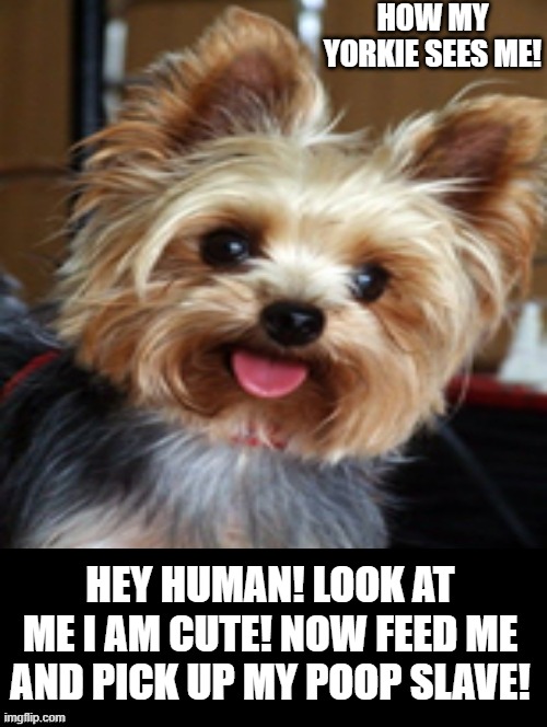 How my Yorkie sees me! | HOW MY YORKIE SEES ME! HEY HUMAN! LOOK AT ME I AM CUTE! NOW FEED ME AND PICK UP MY POOP SLAVE! | image tagged in dogs | made w/ Imgflip meme maker