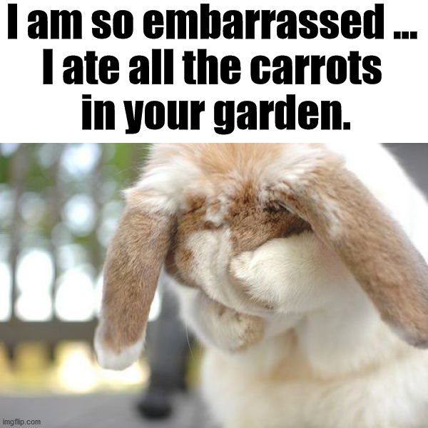 I am so embarrassed ... 
I ate all the carrots 
in your garden. | image tagged in bunnies | made w/ Imgflip meme maker