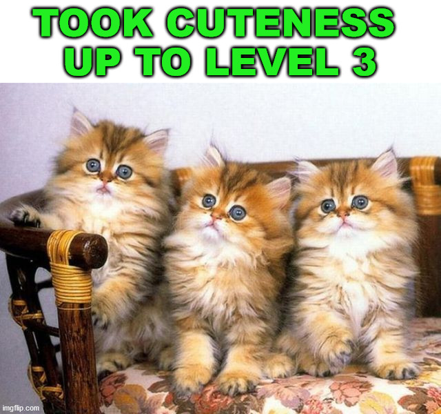 TOOK CUTENESS 
UP TO LEVEL 3 | image tagged in cats | made w/ Imgflip meme maker