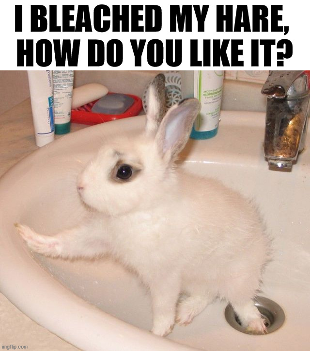 I BLEACHED MY HARE, 
HOW DO YOU LIKE IT? | image tagged in bunnies | made w/ Imgflip meme maker