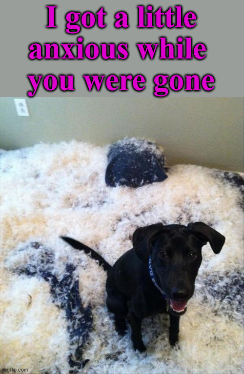 I got a little anxious while 
you were gone | image tagged in dogs | made w/ Imgflip meme maker