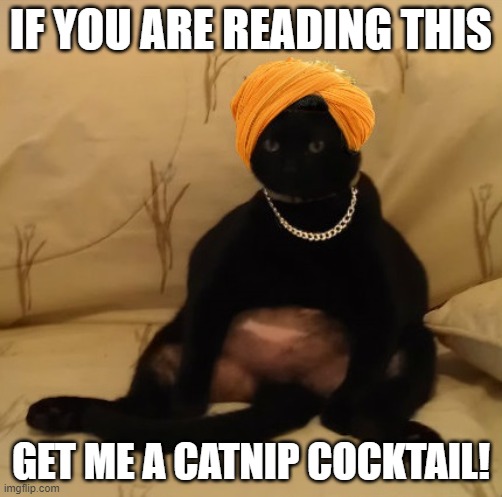 Lazy Cat | IF YOU ARE READING THIS; GET ME A CATNIP COCKTAIL! | image tagged in lazy cat,too funny,funny memes,relaxing,cat,funny cats | made w/ Imgflip meme maker