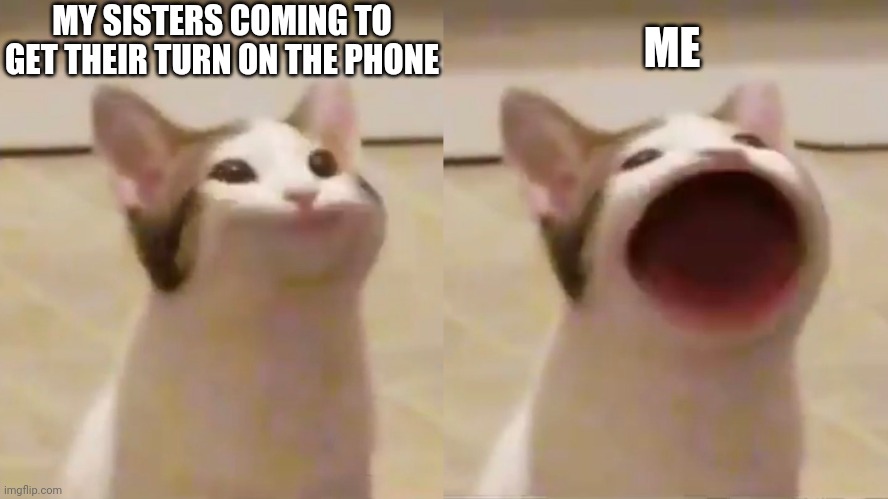 ME; MY SISTERS COMING TO GET THEIR TURN ON THE PHONE | image tagged in cat,scream,upvote begging | made w/ Imgflip meme maker