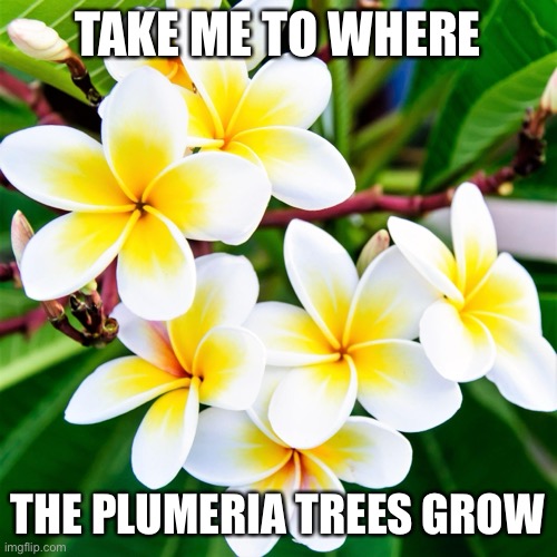 take me to where the plumeria trees grow | TAKE ME TO WHERE; THE PLUMERIA TREES GROW | image tagged in plumeria,vacation,meme,memes,tropical,i need a vacation | made w/ Imgflip meme maker