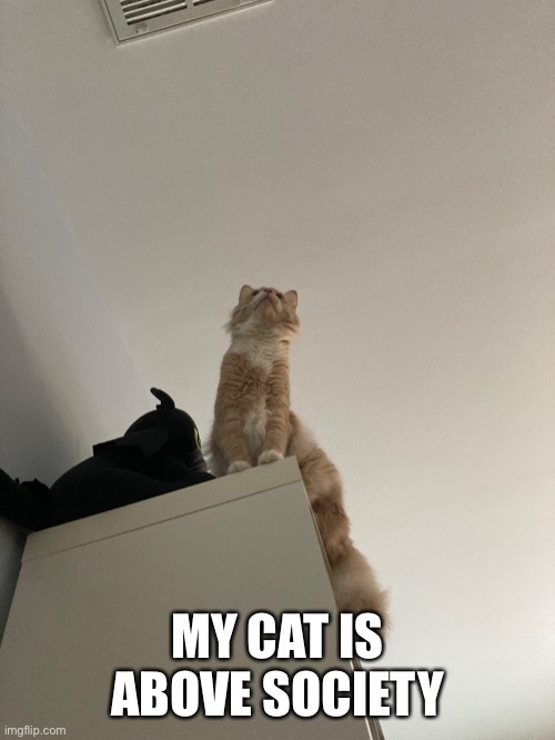 He is the true ruler | MY CAT IS ABOVE SOCIETY | made w/ Imgflip meme maker