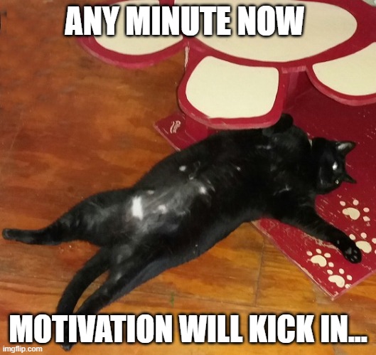Lazy Cat | ANY MINUTE NOW; MOTIVATION WILL KICK IN... | image tagged in cats,funny cats,lazy cat,pets,animals | made w/ Imgflip meme maker
