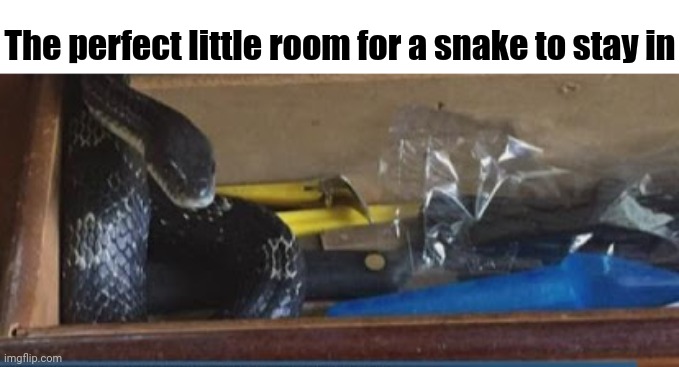 Room for a snake | The perfect little room for a snake to stay in | image tagged in snakes,snake,memes,comment section,comments,comment | made w/ Imgflip meme maker