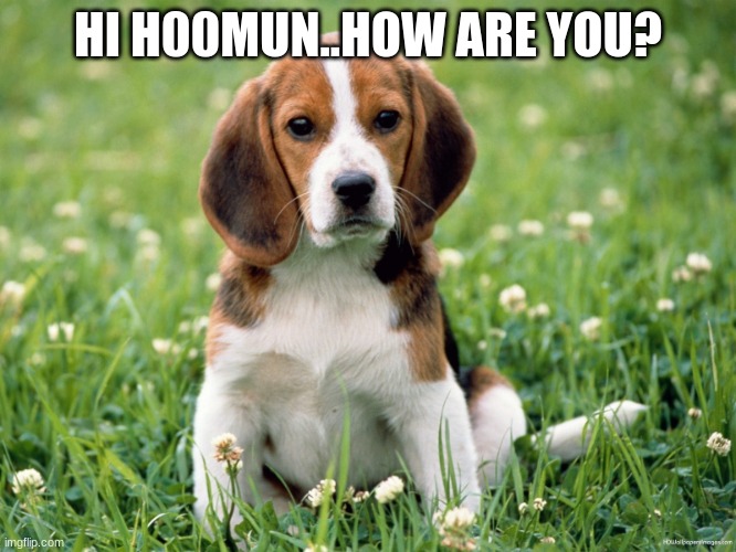 good morning. How are you? | HI H00MUN..HOW ARE YOU? | image tagged in good morning how are you | made w/ Imgflip meme maker