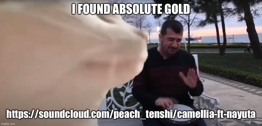Cat Vibing To Ievan Polkka Cat Meme Vibing Music | I FOUND ABSOLUTE GOLD; https://soundcloud.com/peach_tenshi/camellia-ft-nayuta | image tagged in cat vibing to ievan polkka cat meme vibing music | made w/ Imgflip meme maker