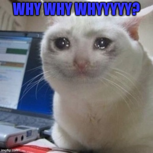 Crying cat | WHY WHY WHYYYYY? | image tagged in crying cat | made w/ Imgflip meme maker