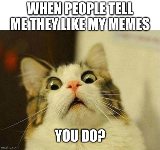 The joke is that nobody likes m memes cuz they suck almost as much as I do | WHEN PEOPLE TELL ME THEY LIKE MY MEMES; YOU DO? | image tagged in memes,scared cat | made w/ Imgflip meme maker