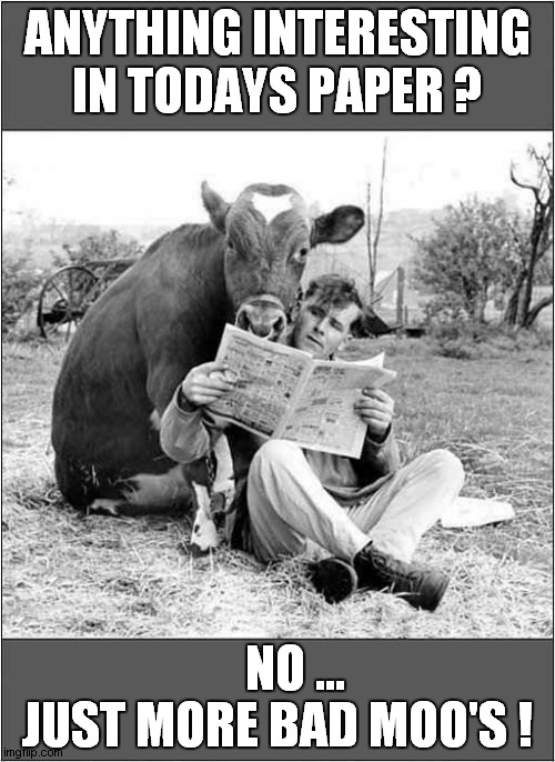 A Cows Current Affairs Curiosity | ANYTHING INTERESTING IN TODAYS PAPER ? NO ... JUST MORE BAD MOO'S ! | image tagged in fun,newspaper,cows,bad pun | made w/ Imgflip meme maker