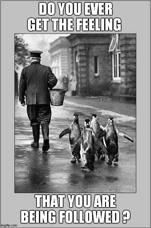 Fishy Behaviour ? | DO YOU EVER GET THE FEELING; THAT YOU ARE BEING FOLLOWED ? | image tagged in fun,penguins,followers | made w/ Imgflip meme maker