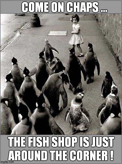 Keep Up Back There ! | COME ON CHAPS ... THE FISH SHOP IS JUST; AROUND THE CORNER ! | image tagged in fun,penguins,followers | made w/ Imgflip meme maker