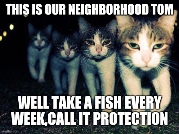 Wrong Neighboorhood Cats | THIS IS OUR NEIGHBORHOOD TOM; WELL TAKE A FISH EVERY WEEK,CALL IT PROTECTION | image tagged in memes,wrong neighboorhood cats | made w/ Imgflip meme maker