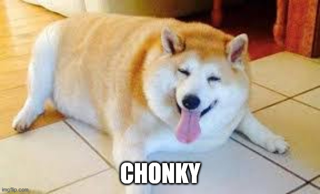 Thicc Doggo | CHONKY | image tagged in thicc doggo | made w/ Imgflip meme maker