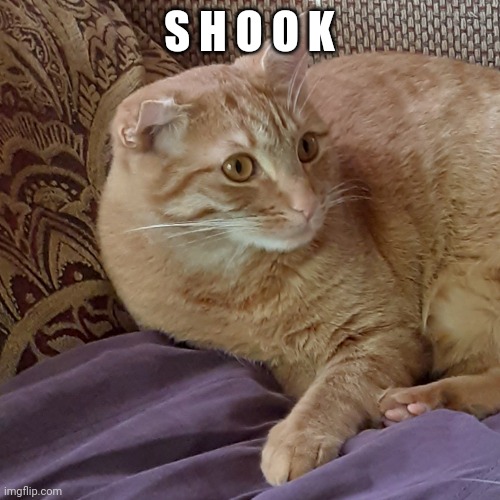 Scared cat | S H O O K | image tagged in scared cat | made w/ Imgflip meme maker