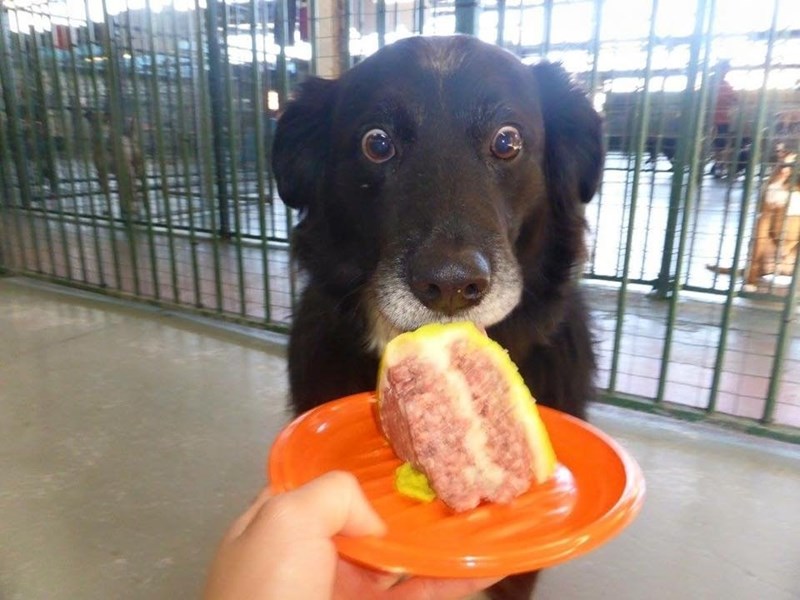 Dog Shocked At Cake Blank Meme Template