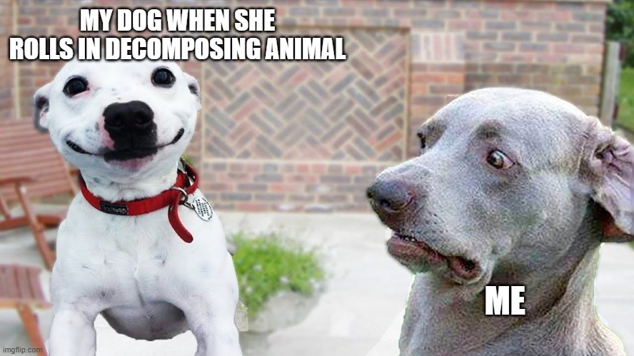 My sister made dis meme | MY DOG WHEN SHE ROLLS IN DECOMPOSING ANIMAL; ME | image tagged in funny dogs,lol | made w/ Imgflip meme maker