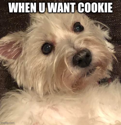wtf | WHEN U WANT COOKIE | image tagged in wtf | made w/ Imgflip meme maker