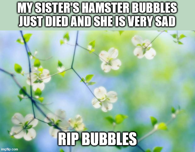 flowers | MY SISTER'S HAMSTER BUBBLES JUST DIED AND SHE IS VERY SAD; RIP BUBBLES | image tagged in flowers | made w/ Imgflip meme maker