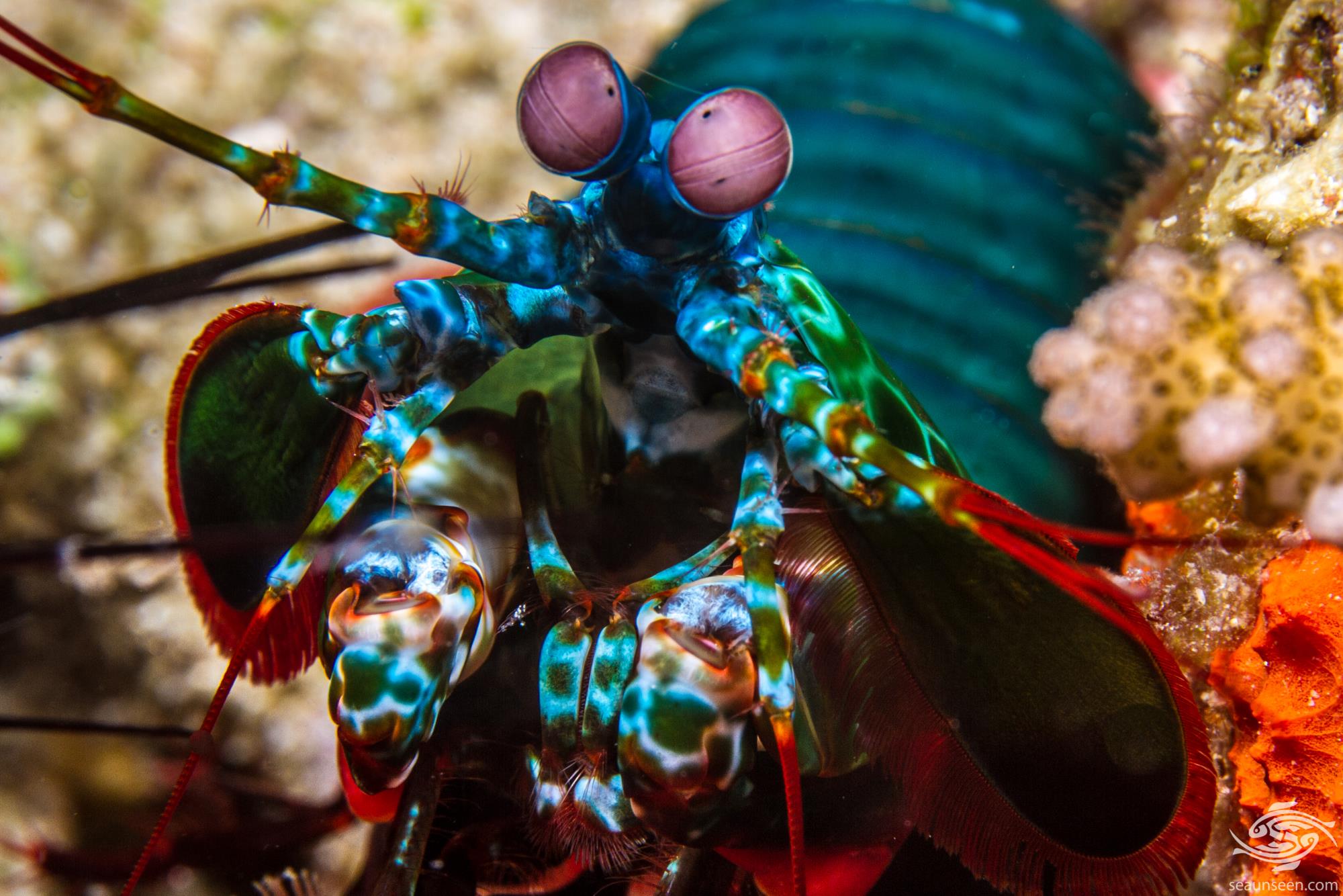 High Quality Mantis Shrimp Staring Blank Meme Template